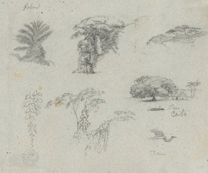 Schizzi dal Sud America. Schizzi botanici. Gru volante.